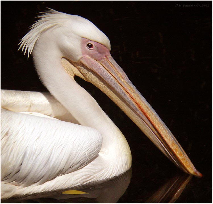 photo "Pelican" tags: nature, portrait, wild animals