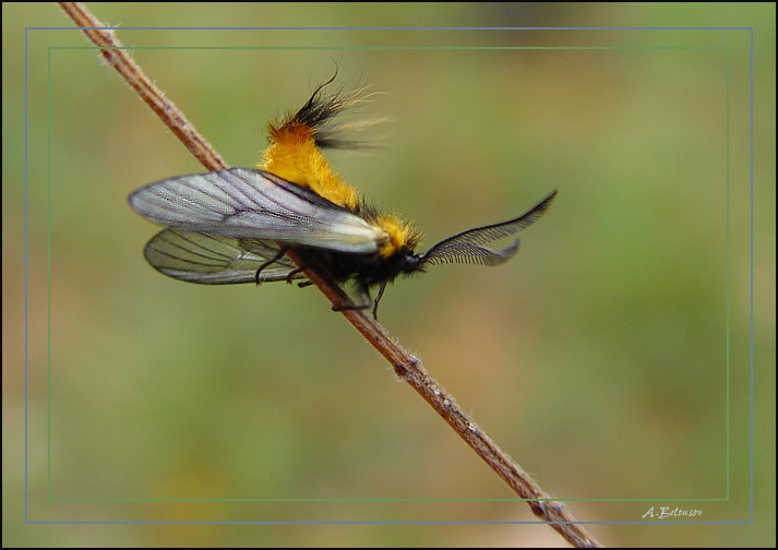 photo "Beauty *2*" tags: macro and close-up, nature, insect