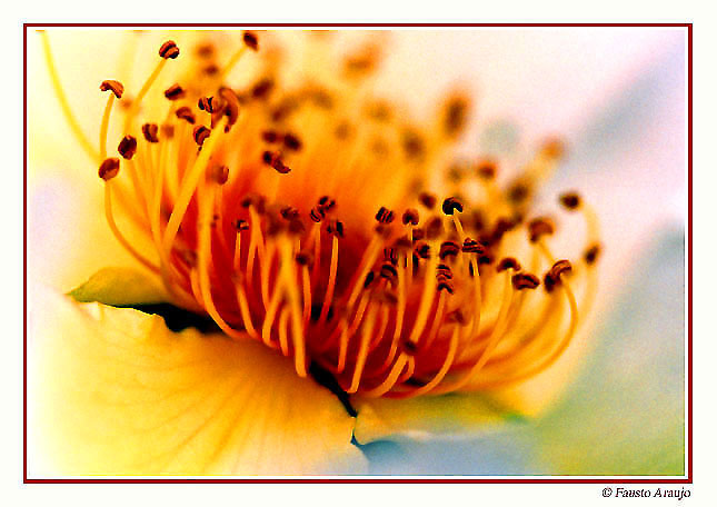 photo "The dance of the stamens" tags: macro and close-up, 