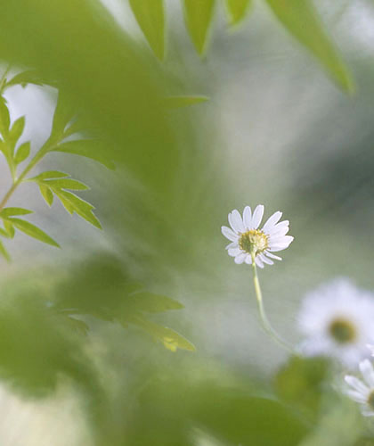 photo "Dream" tags: nature, macro and close-up, flowers