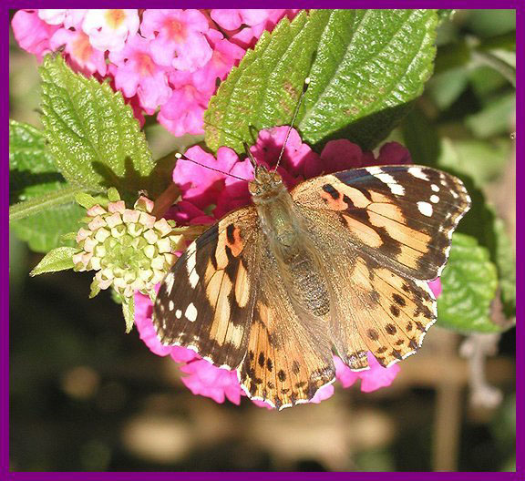 фото "Vanessa cardui" метки: природа, дикие животные