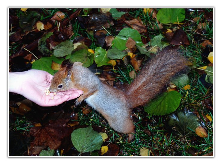 фото ""Орешки кедровые"" метки: природа, дикие животные
