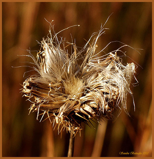 photo "Autumn`s Endings" tags: macro and close-up, nature, flowers