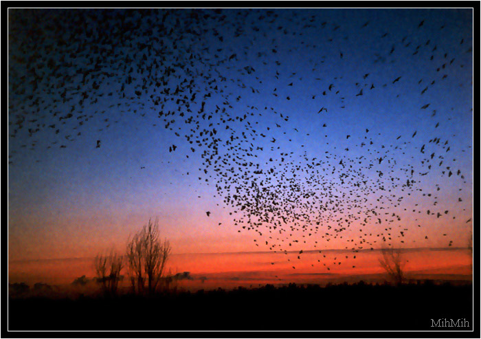 photo "Flight of birds" tags: landscape, autumn, sunset