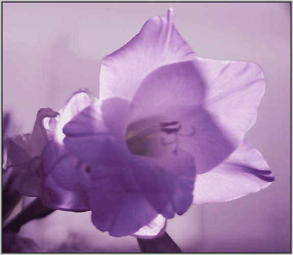 photo "Fairy tale for (Nadezhda Kvitka- trial 1)" tags: misc., nature, flowers