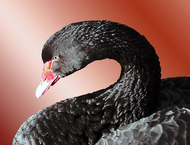 photo "Black Swan" tags: nature, portrait, wild animals