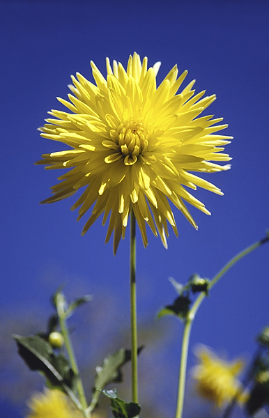 photo "Yellow Flower" tags: nature, flowers