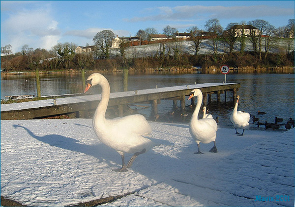 фото "Swans in Snow" метки: природа, пейзаж, зима