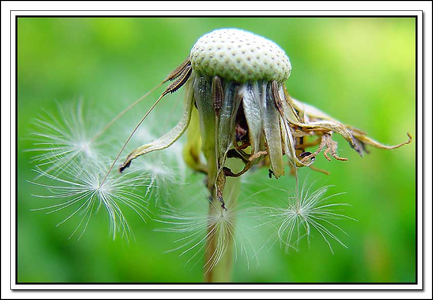 photo "They last" tags: nature, macro and close-up, flowers