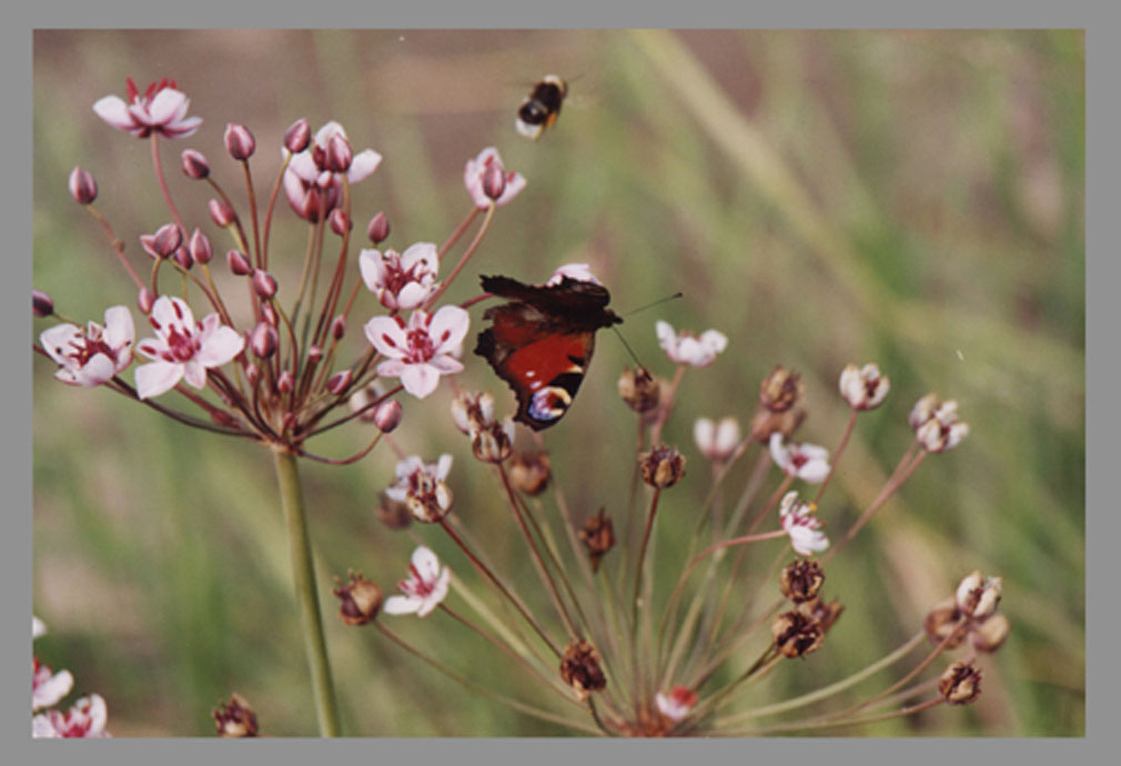 photo "***" tags: nature, genre, flowers