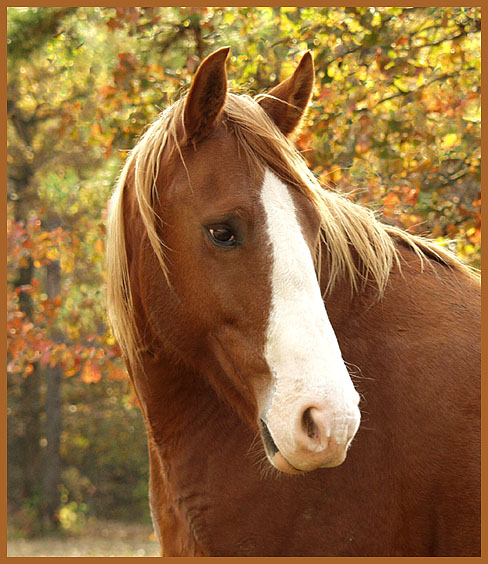 photo "*****" tags: nature, pets/farm animals