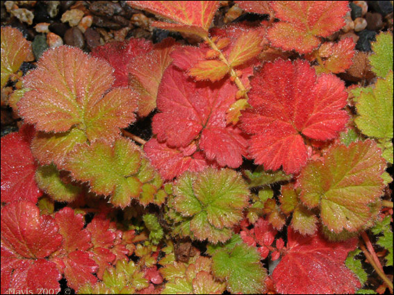 photo "Geum Leaves in November" tags: nature, macro and close-up, flowers