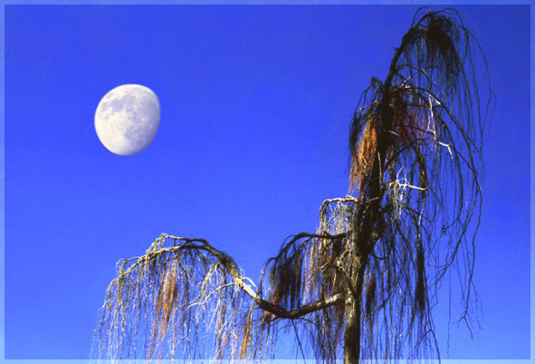 photo "Cry babytree and moon" tags: nature, flowers