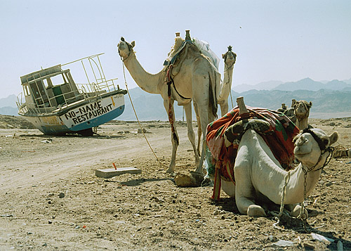 photo "Desert ships" tags: travel, 