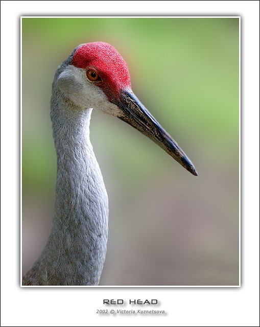 photo "The red head" tags: nature, portrait, wild animals