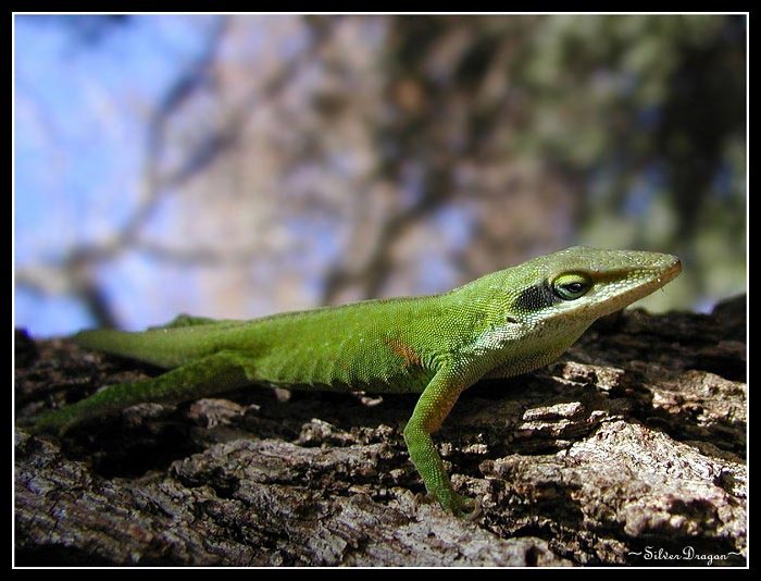 photo "Anole" tags: nature, macro and close-up, wild animals