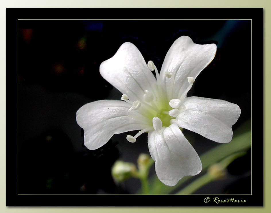 photo "Silver Rain" tags: macro and close-up, nature, flowers