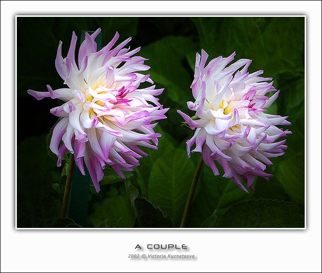 photo "A couple" tags: nature, flowers