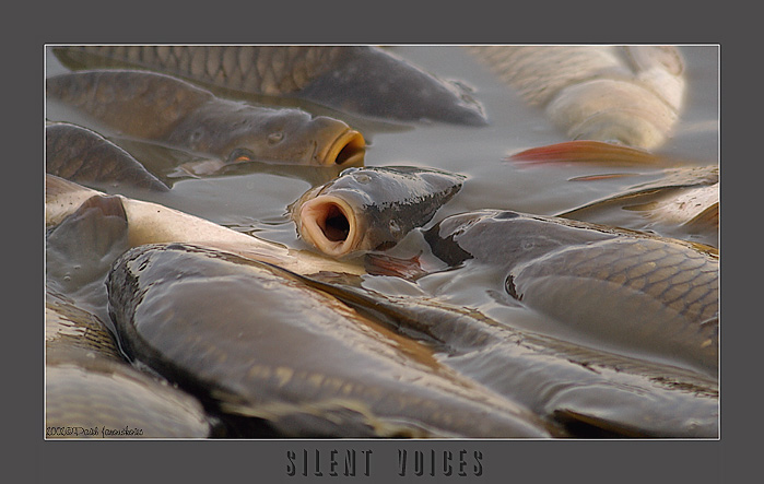 фото "Silent Voices" метки: разное, 