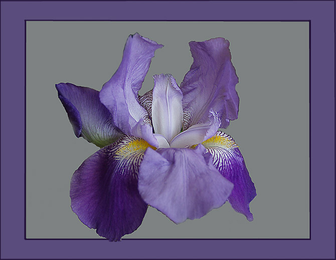 photo "Iris" tags: nature, still life, flowers