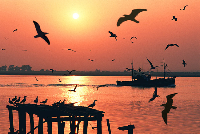 photo "Happiness sea gulls" tags: landscape, nature, water