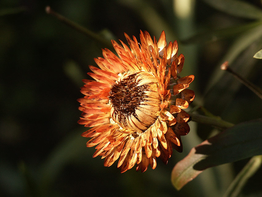 photo "bessmertnik #6" tags: nature, flowers