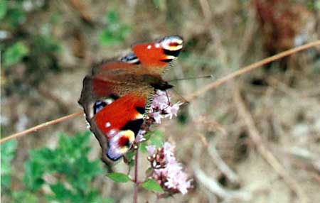 фото "Just a butterfly" метки: природа, насекомое