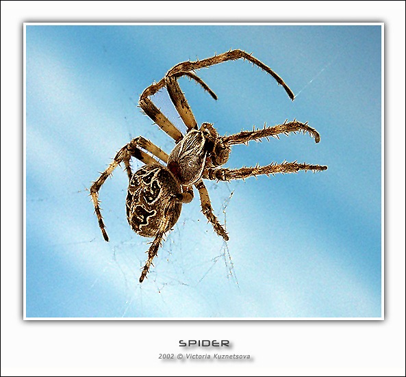 photo "Spider" tags: nature, insect