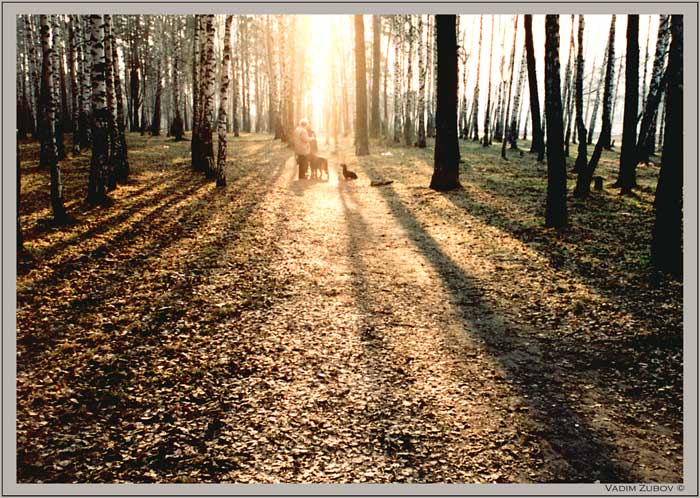 photo "Morning walk" tags: landscape, forest, spring