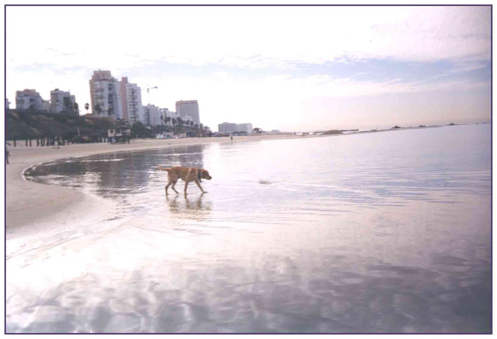 photo "Walks on water" tags: nature, landscape, pets/farm animals, water