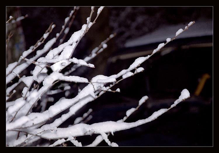 photo "They were wrapped up seriously.. The frost is not" tags: nature, landscape, flowers, winter