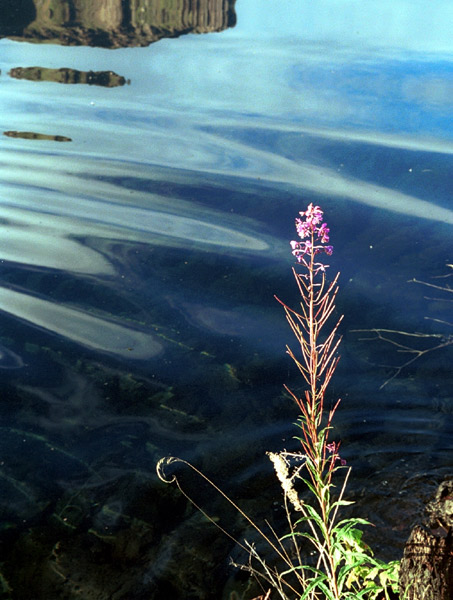 photo "~~~" tags: landscape, nature, flowers, water