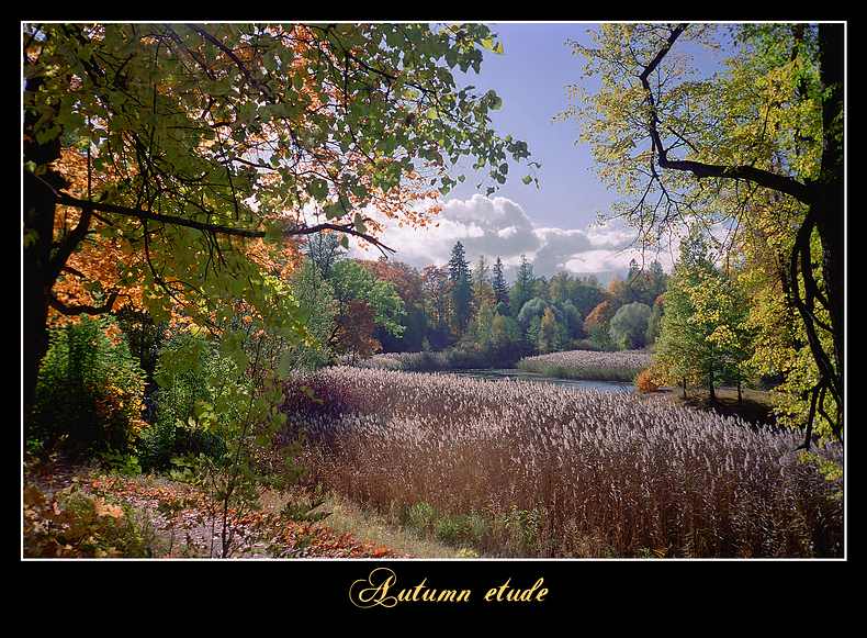 photo "Autumn etude" tags: landscape, forest