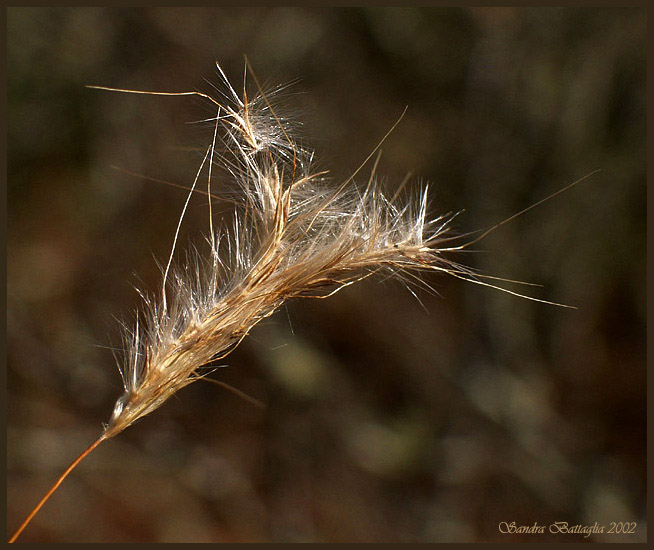 photo "Watching for the Wind" tags: macro and close-up, nature, flowers