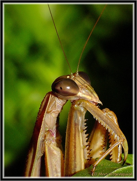 фото "Portrait of a Prayer" метки: макро и крупный план, природа, насекомое