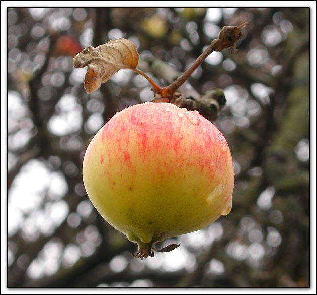 photo "Ripeness" tags: macro and close-up, nature, flowers