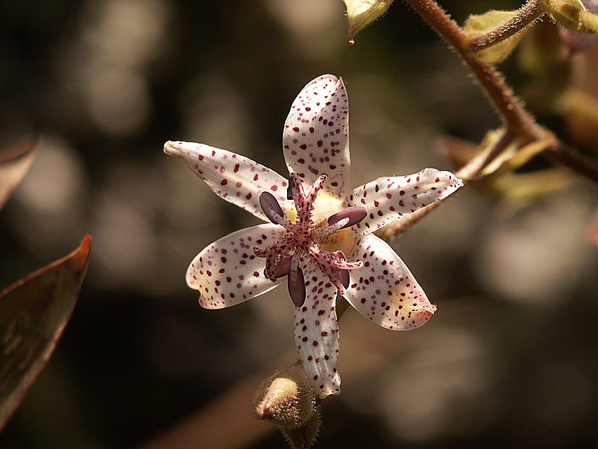 photo "tricyrtis #3" tags: nature, flowers