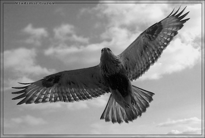 photo "Let`s fly?" tags: nature, wild animals