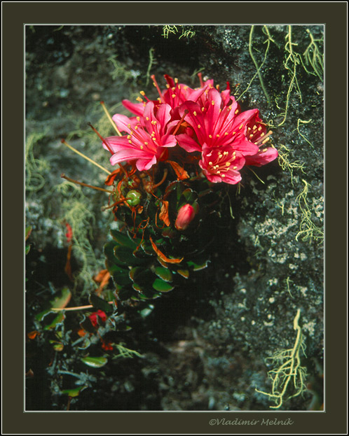 фото "Цветок Затерянного мира..." метки: природа, макро и крупный план, цветы