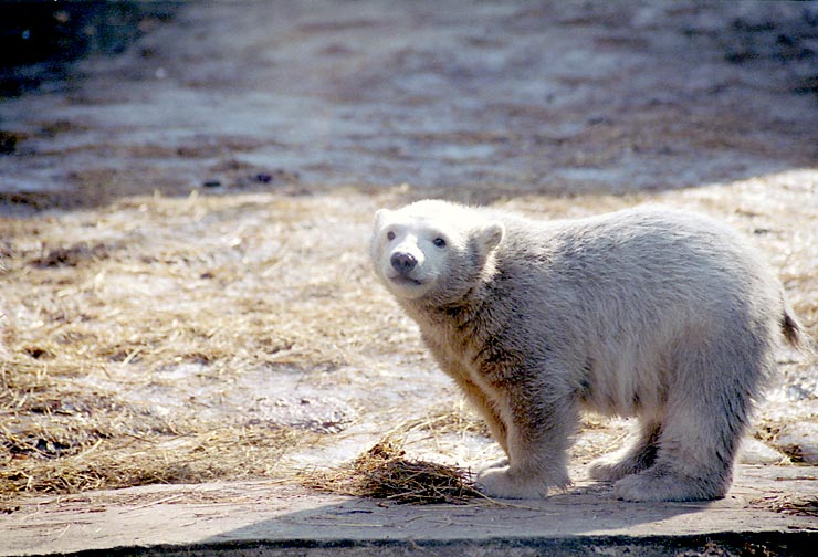 photo "Little white bear" tags: nature, portrait, wild animals