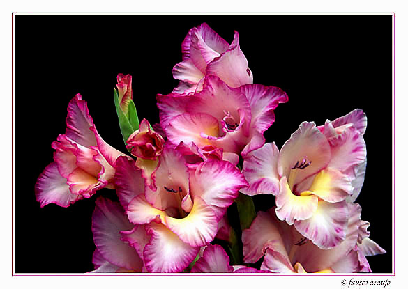 photo "Gladioli" tags: nature, flowers