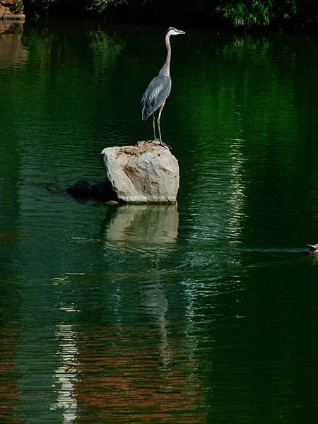 photo "Great Blue Heron" tags: nature, wild animals