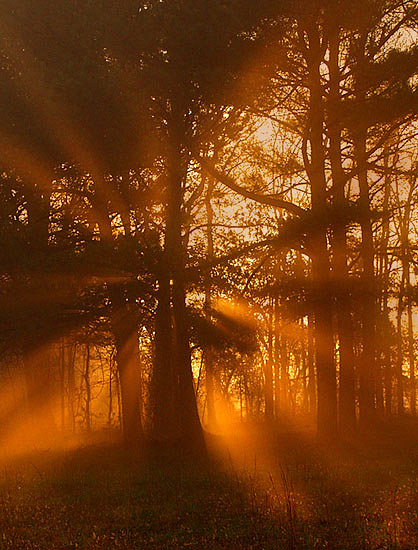 фото "Light in the Forest" метки: пейзаж, природа, закат, цветы