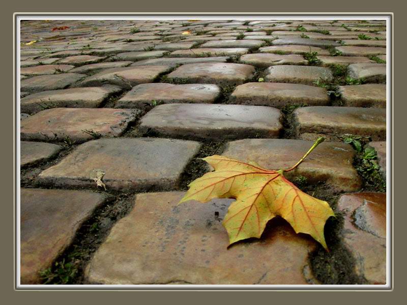 photo "Fallen" tags: landscape, autumn