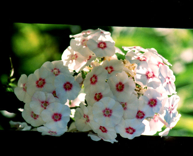 photo "Simplicity" tags: nature, landscape, flowers, spring