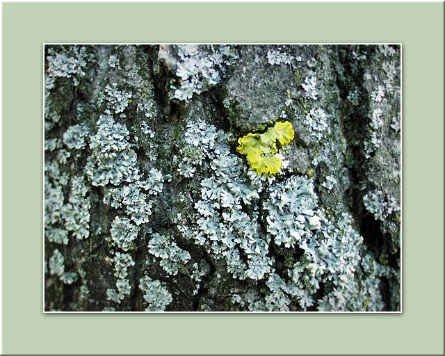 photo "Yellow Raven" tags: macro and close-up, abstract, 