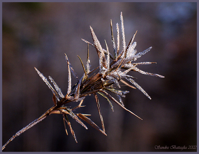 photo "Iced Blues" tags: nature, macro and close-up, flowers