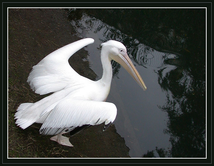 photo "Can do some flying?" tags: nature, genre, wild animals