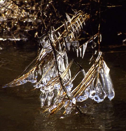 photo "Jewellery from Water Daemon. Necklace." tags: nature, abstract, 