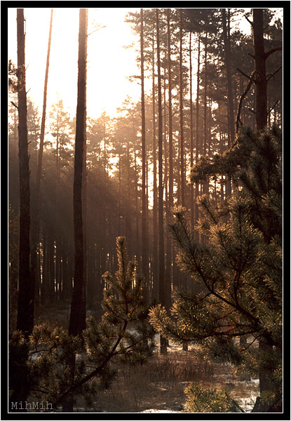 photo "November" tags: landscape, autumn, forest